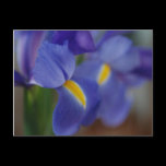 Purple Iris Postcard postcards