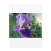 Purple Iris postcards by litehrse Purple Iris postcards