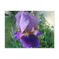 Purple Iris postcards by litehrse Purple Iris postcards