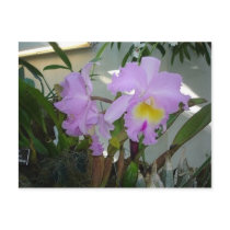Purple Iris postcards