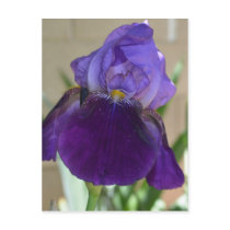 Purple Iris Postcards