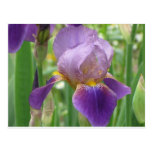 Purple Iris Postcards