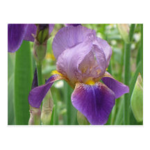 Purple Iris Postcards