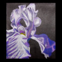 Purple Iris Poster posters