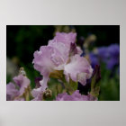 Purple Iris style=border:0;