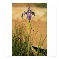 Purple Iris posters