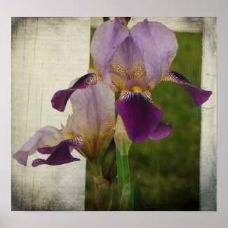 Purple Iris print
