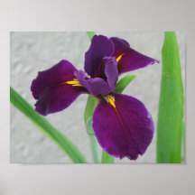 Purple Iris Poster