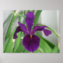 Purple Iris Poster