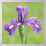 Purple Iris posters