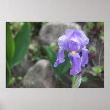 Purple Iris Posters