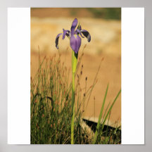 Purple Iris Poster