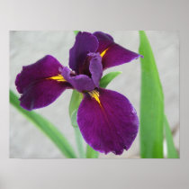 Purple Iris Posters