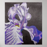 Purple Iris Poster posters