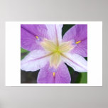 Purple Iris posters