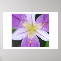 Purple Iris Print