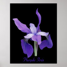 Purple Iris Poster