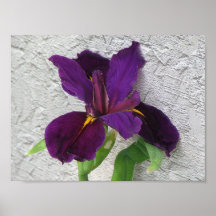 Purple Iris Posters
