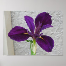 Purple Iris Posters