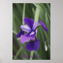 Purple Iris Posters