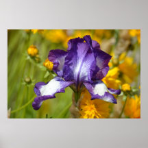 Purple Iris Print
