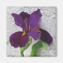 Purple Iris Refrigerator Magnets