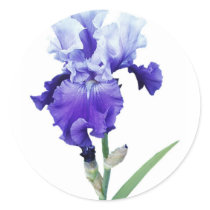 purple iris sticker