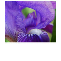 Purple Iris t-shirts