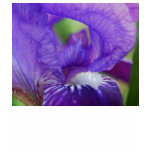 Purple Iris t-shirts