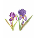 Purple Iris