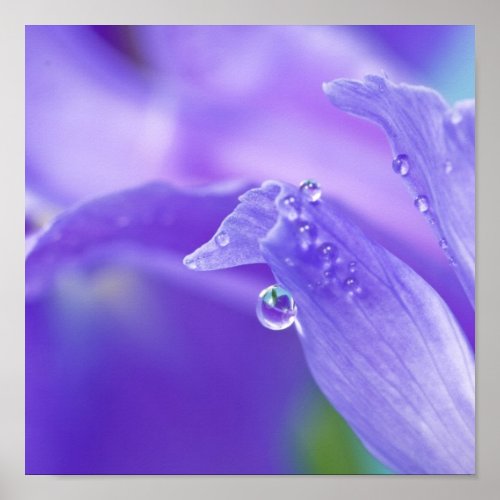 Purple Iris water drop poster print