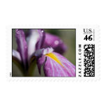 Purple Iris With Dew Stamp