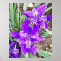 Purple Iris with Water Droplets Poster