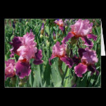 Purple Irises Card