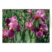 Purple Irises Card