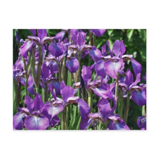 Purple Irises Flower Photo Postcard postcard