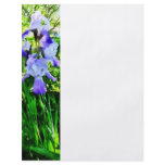 Purple Irises in Suburbs flyers
