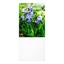 Purple Irises in the Suburbs Rack Card Design