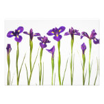 Purple Irises - Iris Flower Customized Template Custom Invitations