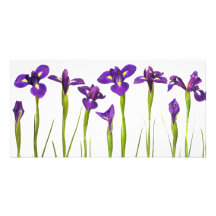 Purple Irises - Iris Flower Customized Template Photo Card