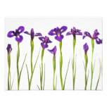 Purple Irises - Iris Flower Customized Template Photo