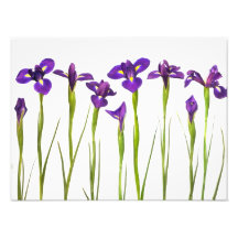 Purple Irises - Iris Flower Customized Template Photo