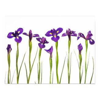 Purple Irises - Iris Flower Customized Template Poster