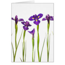 Purple irises isolated on a white background greeting card