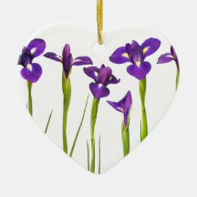 Purple irises isolated on a white background ornaments