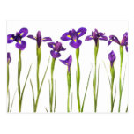 Purple irises isolated on a white background post card