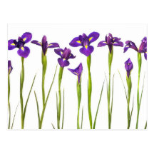 Purple irises isolated on a white background post card