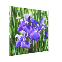 Purple Irises On Canvas Gallery Wrapped Canvas