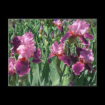 Purple Irises Postcard