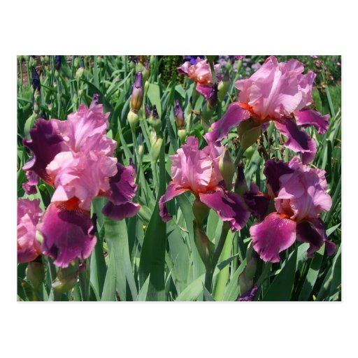 Purple Irises Postcard